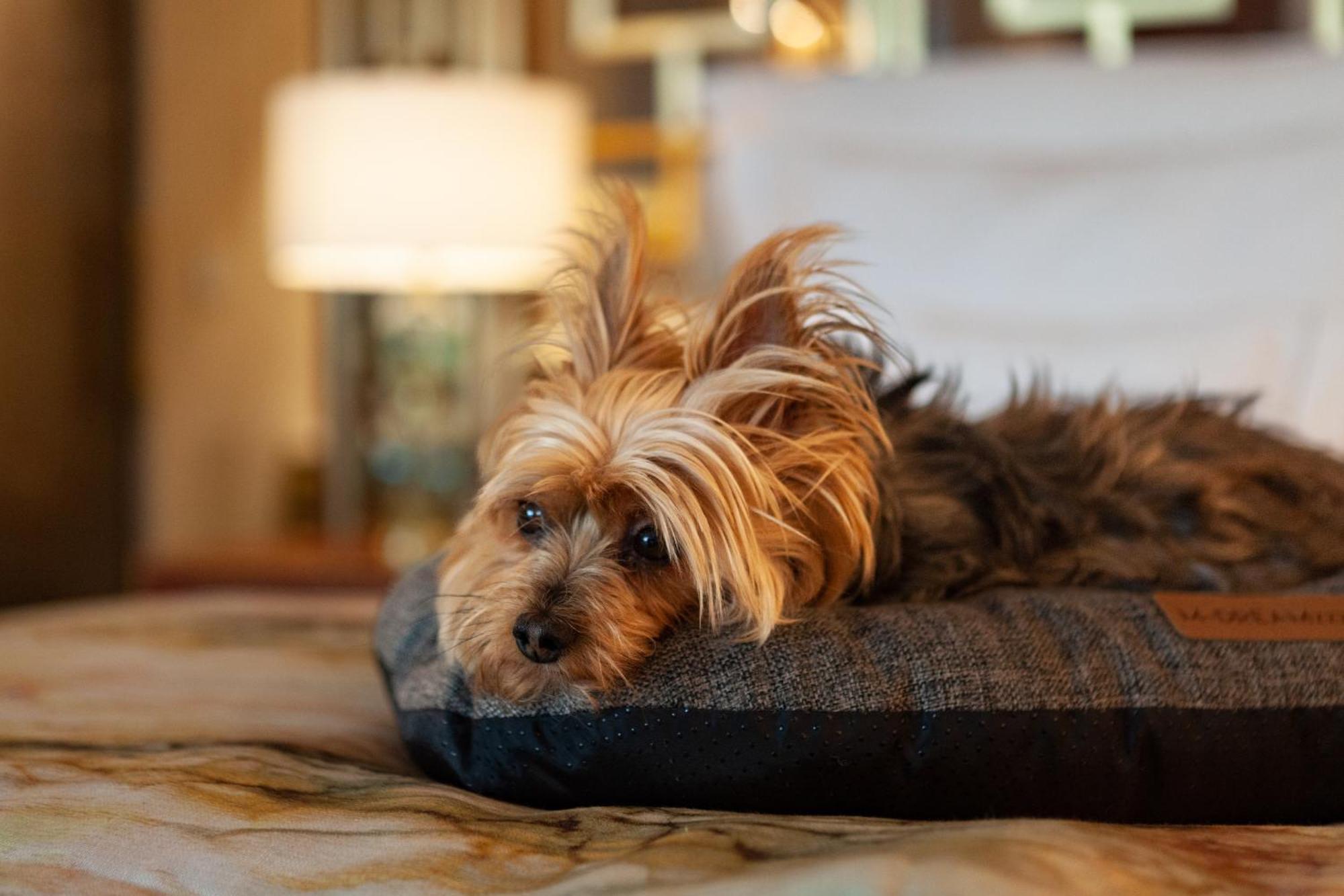 Wine & Books Lisboa Hotel エクステリア 写真 A Yorkshire Terrier